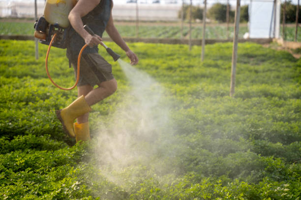 Best Affordable Pest Control Services  in Kaser, NY
