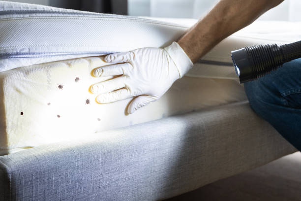 Best Best Pest Control Companies  in Kaser, NY