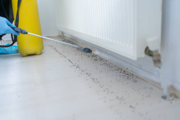 Best Mosquito Control Services  in Kaser, NY