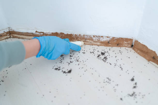 Best Affordable Pest Control Services  in Kaser, NY